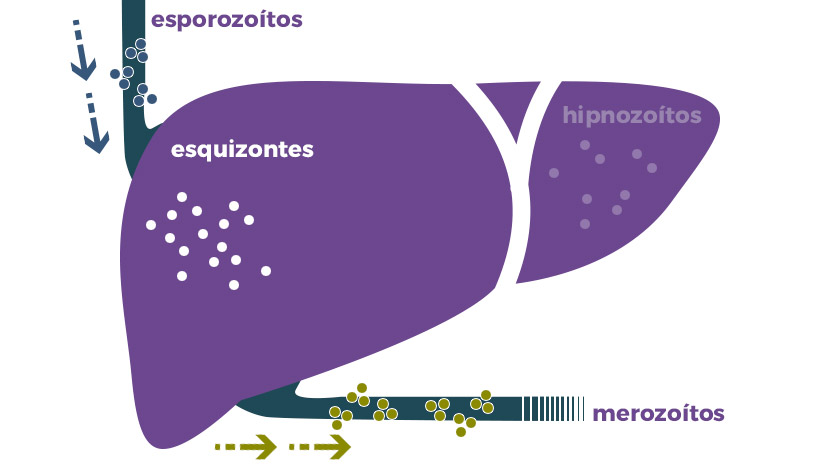 malária plazmodium skizogónia reprodukciója