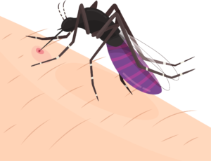 mosquito picadura
