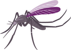 curiosidades mosquito